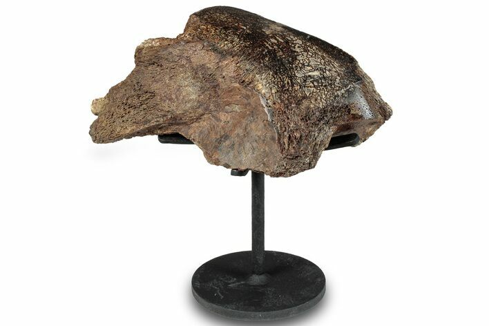 Polished Fossil Theropod Rib Section w/ Metal Stand - Gembone #294840